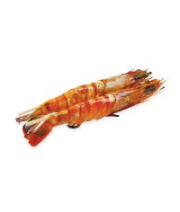 Y9 - Gambas